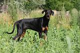 DOBERMANN 1216